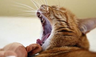 被猫抓破了怎么办（被猫爪子勾了一下出了一点血）