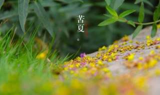 苦夏怎么办（苦夏有什么好办法）