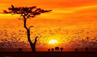 非洲茉莉怎样养（非洲茉莉怎样养殖）