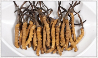 冬虫夏草有什么功效 女人吃冬虫夏草有什么功效