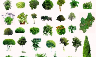 园林树木的养护（园林树木养护管理的主要措施）