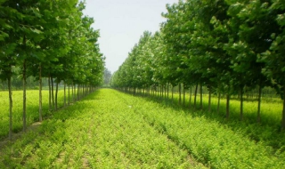 苗木运输的注意事项（苗木运输的注意事项有哪些）