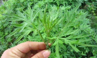 怎样做艾叶饭 怎样做艾叶饭窍门