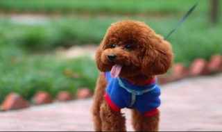 泰迪不能吃什么东西（泰迪不能吃的东西清单）