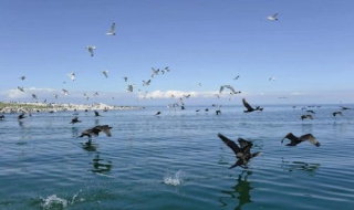 青海湖旅行攻略，（青海湖旅行攻略路线）