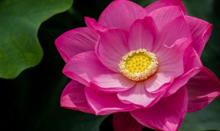 莲花种植及莲花种子种植的方法（莲花栽种方法）