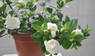 栀子花的养殖方法和注意事项 栀子花叶子发黄干枯掉叶子怎么办