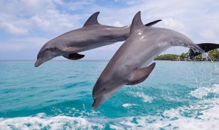 海豚怎么画（海豚怎么画视频）