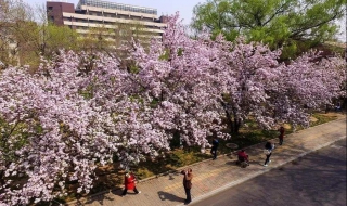 天津大学的海棠花季怎么玩 天津大学4月赏花