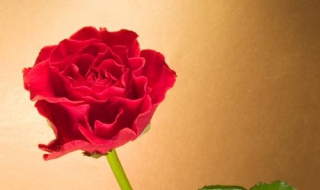 鲜花图片 鲜花图片大全高清 图片