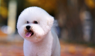 比熊犬图片（比熊犬图片造型图片）