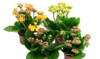 长寿花怎么养（长寿花怎么养才能爆盆）