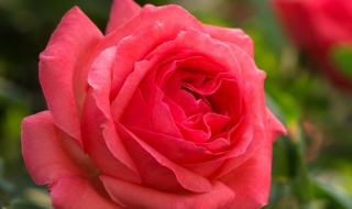 月季花的养殖方法和条件（月季花的养殖方法和注意）