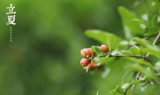 立夏图片