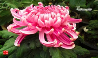 怎样选择栽培三本菊 怎样选择栽培三本菊花苗
