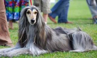阿富汗猎犬不吃饭的原因和解决办法 阿富汗猎犬不吃饭的原因和解决办法是什么