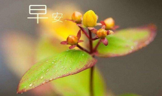 早安心语，越努力越幸运（早安心语,越努力越幸运的句子）
