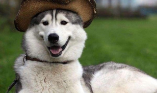 哈士奇图片 哈士奇图片幼犬