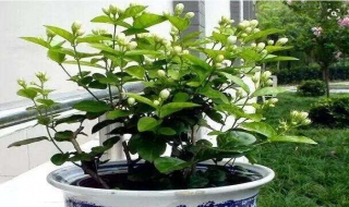 茉莉花的养殖方法（茉莉花的养殖方法和修剪）