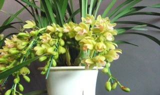 兰花怎么养（兰花怎么养 兰花如何浇水盆栽）