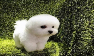 比熊犬图片（比熊犬图片价格多少钱一只）