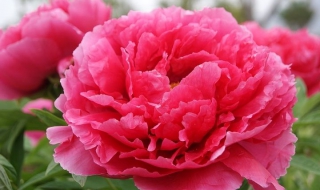 牡丹花怎样养（牡丹花怎样养好）