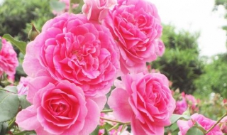 月季花的养殖方法 月季花的养殖方法和注意事项