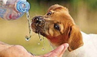 犬瘟热如何物理降温（犬瘟可以物理降温吗）