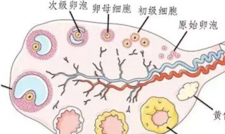 排卵期在什么时候 排卵期在什么时候一共几天