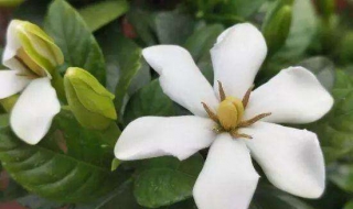 栀子花的养殖方法和注意事项（水培栀子花的养殖方法和注意事项）