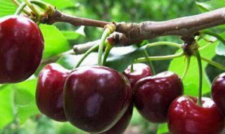 车厘子浸酒的做法详解 车厘子怎样浸酒