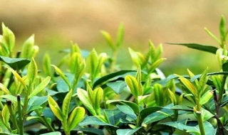 黄山毛峰茶叶，茶叶中的上上品 黄山毛峰属于什么茶类特点