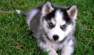 哈士奇狗狗的特点有哪些 哈士奇狗狗的特点有哪些英文