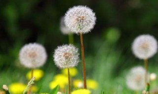 蒲公英图片 蒲公英图片 植物