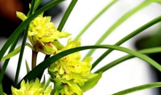 兰花怎么养 兰花怎么养殖才容易开花