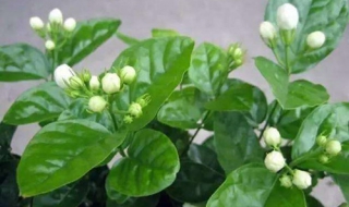 茉莉的养殖方法和注意事项有哪些（茉莉养殖方法与技巧）