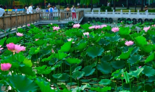 北京西客站的后花园——莲花池 莲花池北京西站是北京西站么