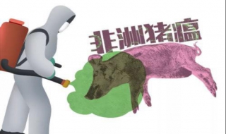 如何预防非洲猪瘟（如何预防非洲猪瘟安全措施）