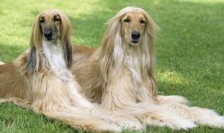 阿富汗猎犬不听话怎么办（阿富汗猎犬不听话怎么办视频）