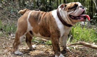英国斗牛犬价格（英国斗牛犬价格多少）
