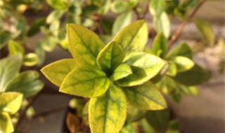 栀子花叶子发黄怎么办（栀子花叶子发黄是什么原因）