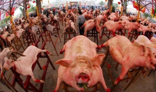 伊斯兰教为什么不吃猪肉