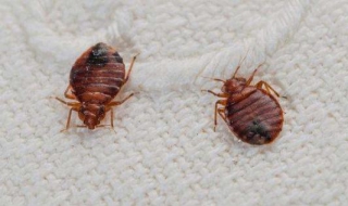 家里有臭虫怎么办 家里有臭虫怎么消灭