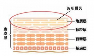 角质层薄怎么办（角质层太薄了用什么可以修复）