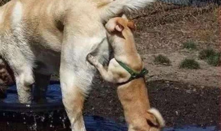 狗狗为什么喜欢互相闻屁股?