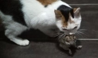 猫为什么要吃老鼠（猫为什么要吃老鼠阅读及答案）
