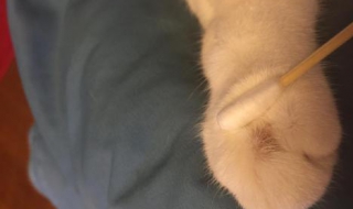 被猫抓破了怎么办 被猫爪子勾了一下出了一点血