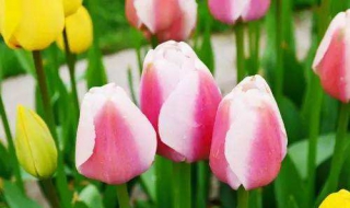 花儿为什么会开（花儿为什么会开的答案）