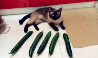 猫为什么怕黄瓜 凌晨3一4点猫叫要警惕
