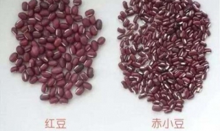 赤小豆和红豆的区别 赤小豆和红豆的区别图